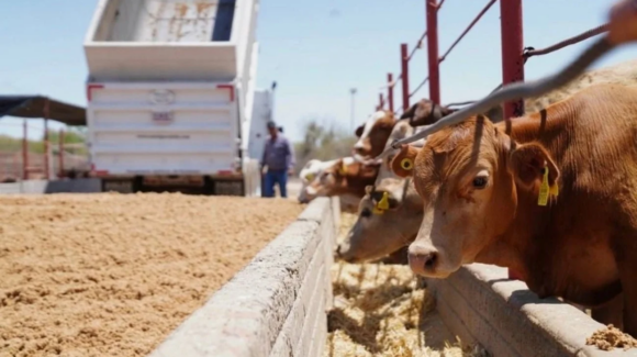 Sonora reanuda exportación de ganado a EU; Agua Prieta está listo: Durazo