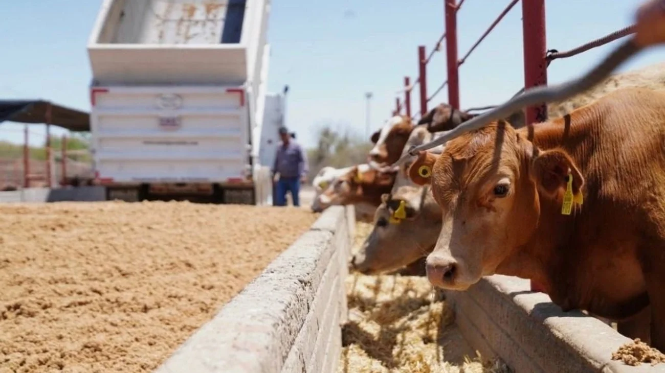 Sonora reanuda exportación de ganado a EU; Agua Prieta está listo: Durazo
