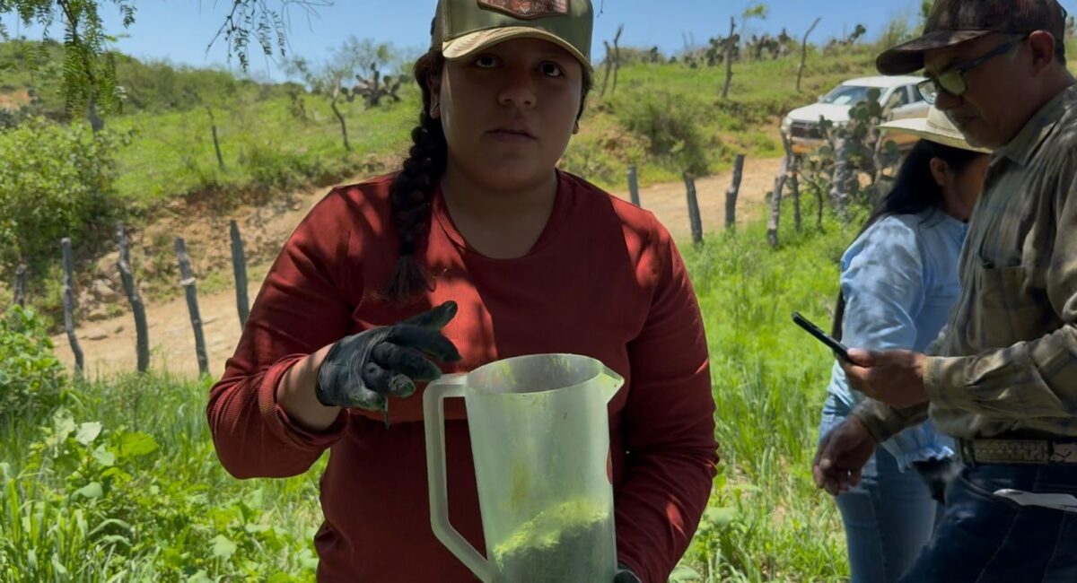 Sonora refuerza cerco contra el gusano barrenador con 22 millones de moscas estériles