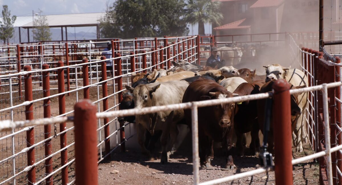Sonora refuerza combate al gusano barrenador con 7 millones de moscas estériles