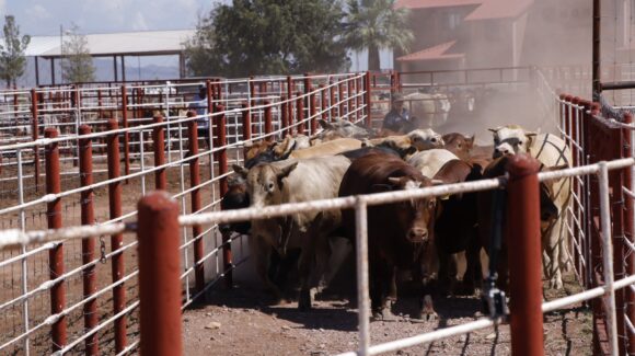 Sonora refuerza combate al gusano barrenador con 7 millones de moscas estériles