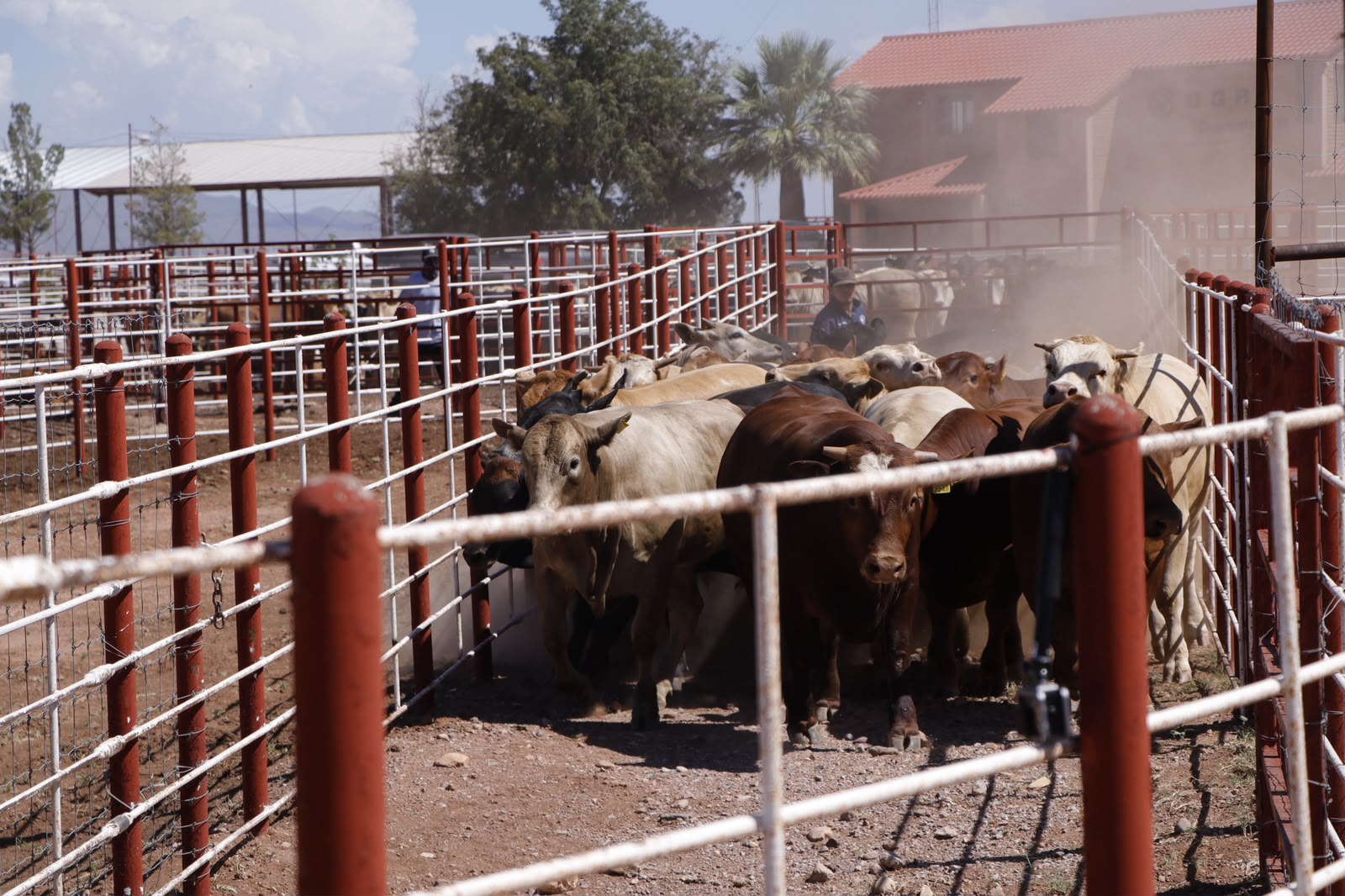 Sonora refuerza combate al gusano barrenador con 7 millones de moscas estériles