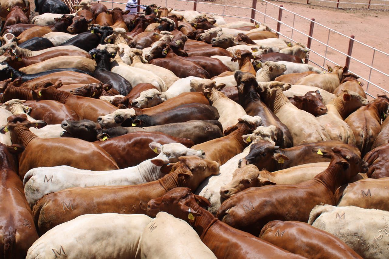 Suspenden otra vez exportación de ganado por fallas técnicas en Agua Prieta
