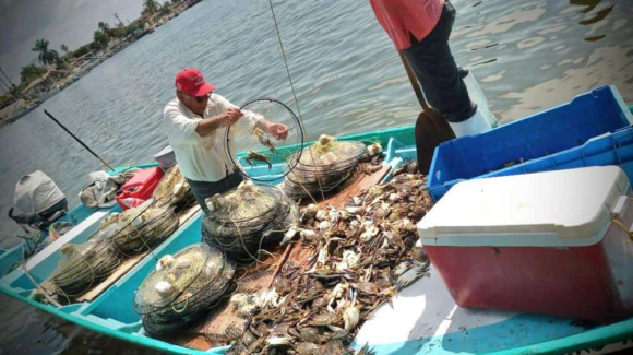 Temporada de jaiba termina antes de tiempo en Guaymas y Empalme