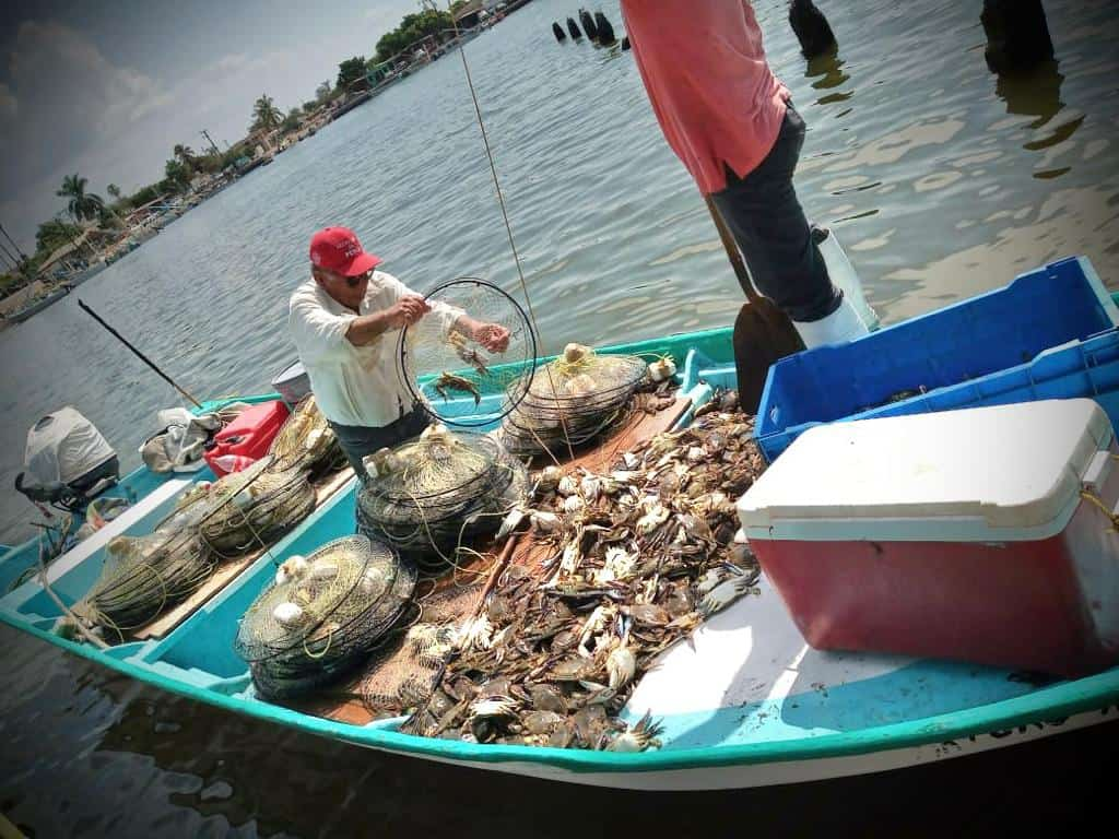Temporada de jaiba termina antes de tiempo en Guaymas y Empalme