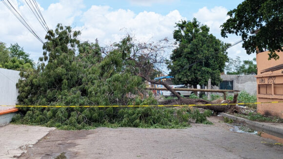 Tormenta con vientos de 97 km/h derriba más de 300 árboles y postes en Cajeme