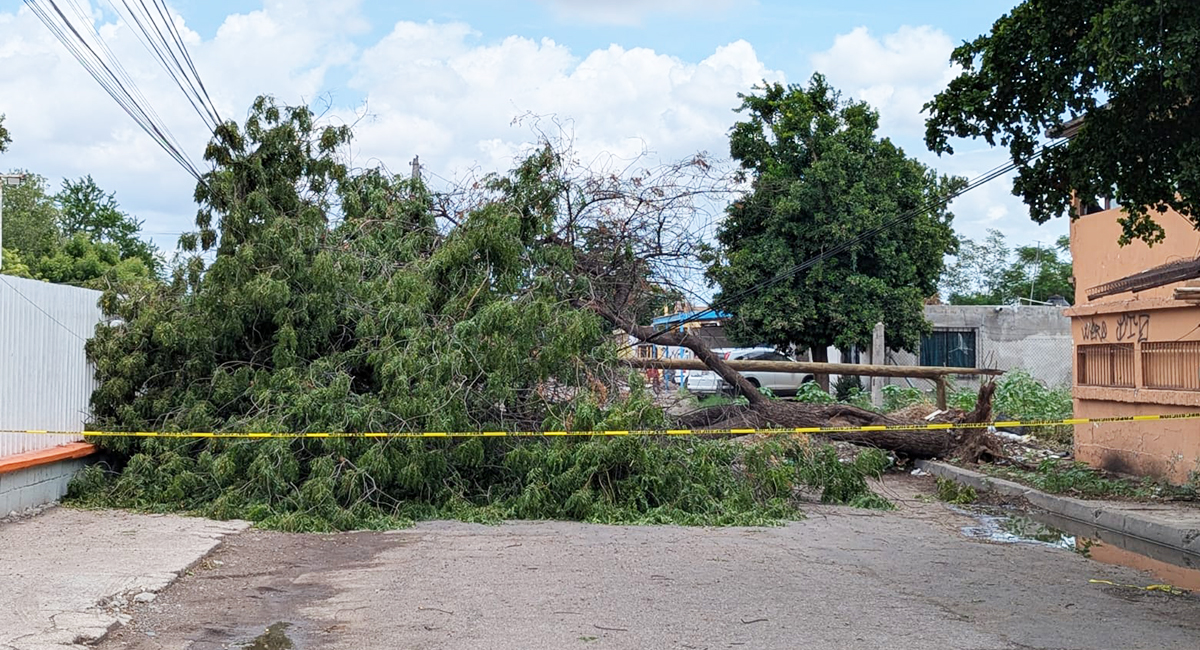 Tormenta con vientos de 97 km/h derriba más de 300 árboles y postes en Cajeme