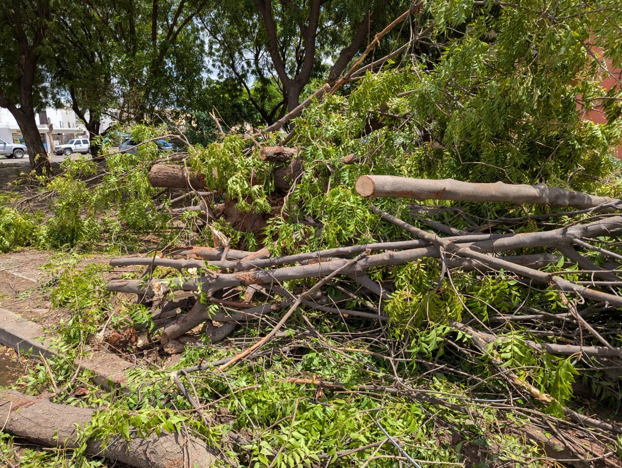 Tormenta deja destrozos por las calles de Ciudad Obregón