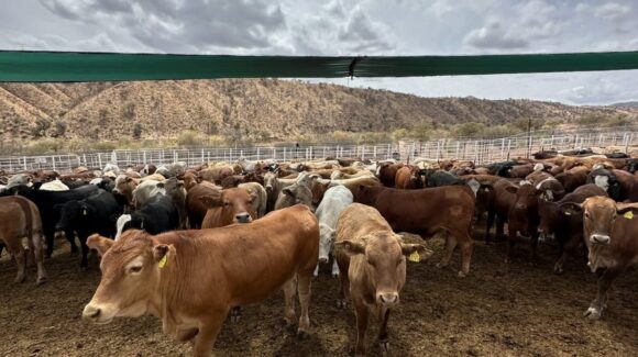 UGRS capacita a ganaderos contra el gusano barrenador para mantener la sanidad en Sonora