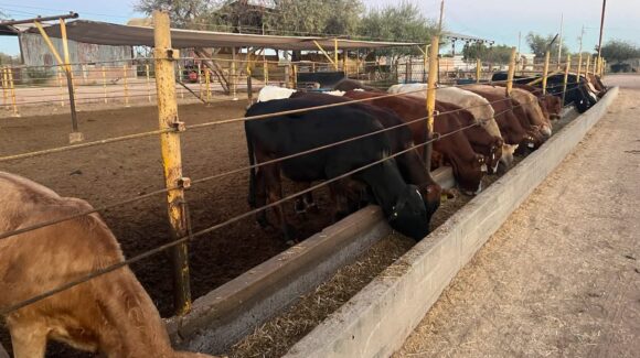 Unión Ganadera Regional de Sonora alista exportación de ganado a EU con chips y perros
