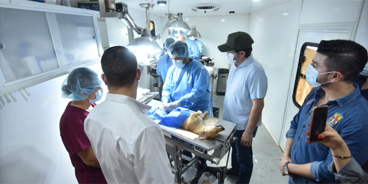 Van más de 525 perros y gatos esterilizados en dos semanas en Navojoa