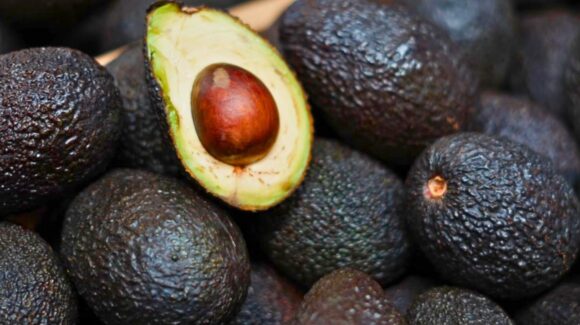 Exportación de aguacate mexicano a EU se reactiva, informa Sheinbaum: 45 empacadoras ya reanudaron envíos