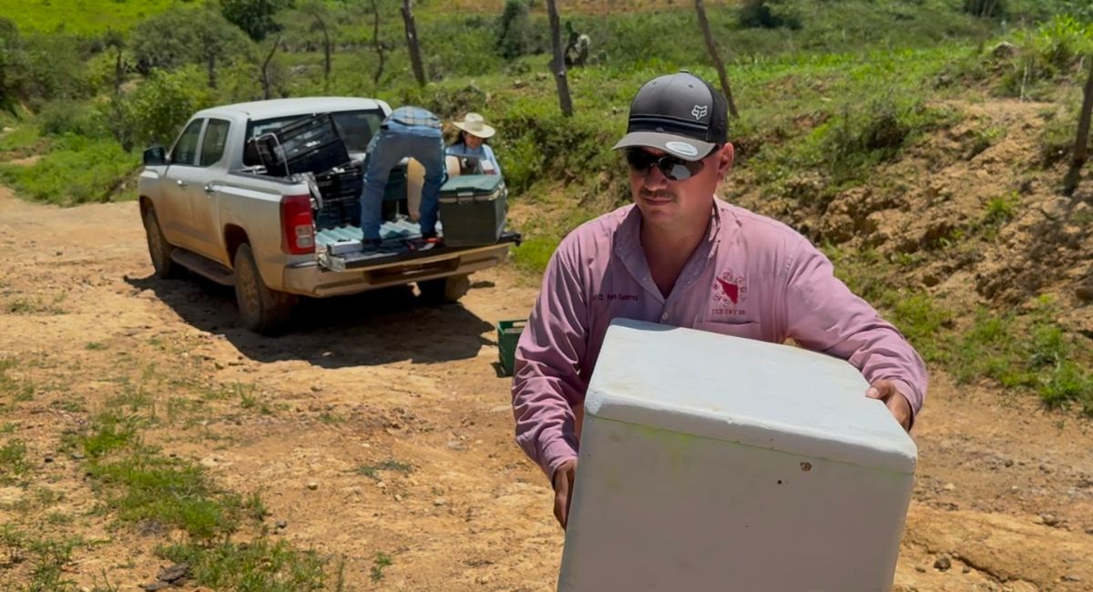 Sonora inicia estrategia contra el Gusano Barrenador