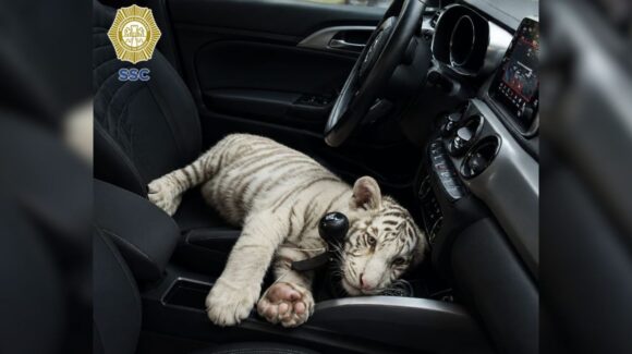 Tigre de Bengala blanco en CDMX: Detienen a hombre que transportaba a cachorra en una camioneta