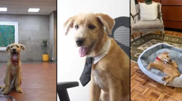 ¡Conoce a Rollo! El perrito de bienestar emocional que ahora vive en Palacio Nacional