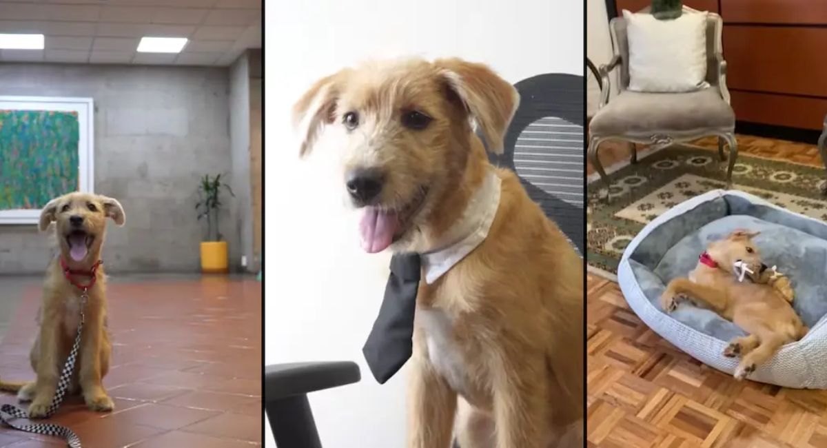 ¡Conoce a Rollo! El perrito de bienestar emocional que ahora vive en Palacio Nacional