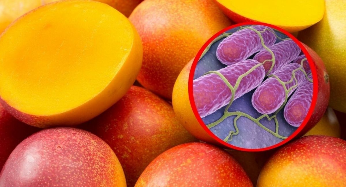 ¡No los consumas! Estados Unidos retira del mercado cientos de mangos por riesgo de Salmonella