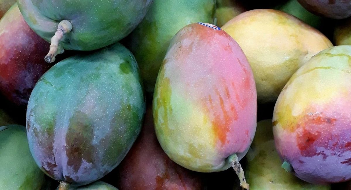 ¡No los consumas! Estados Unidos retira del mercado cientos de mangos por riesgo de Salmonella