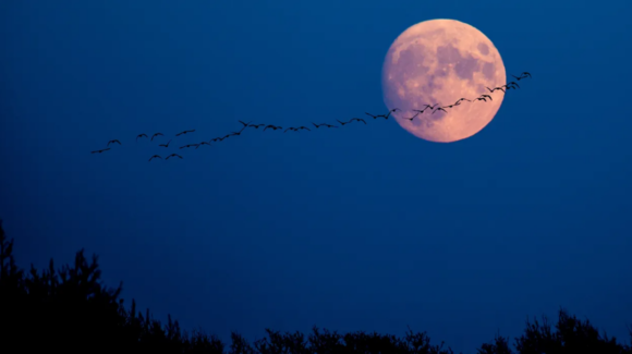 ¡Octubre de lluvia de estrellas y planetas! Así se verá el cielo en Sonora