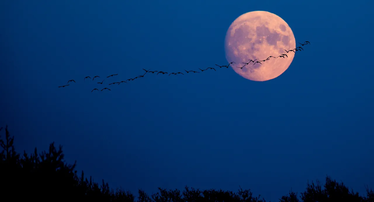¡Octubre de lluvia de estrellas y planetas! Así se verá el cielo en Sonora