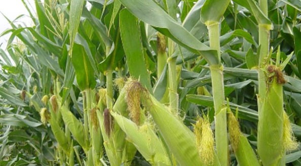 ¿Qué produce Sonora Estos son los principales productos agrícolas del estado