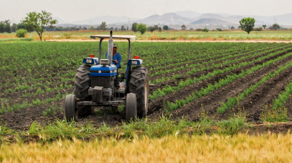 ¿Qué produce Sonora? Estos son los principales productos agrícolas del estado