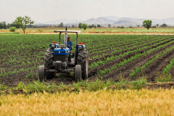¿Qué produce Sonora Estos son los principales productos agrícolas del estado