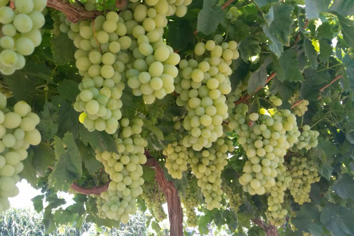 ¿Qué produce Sonora Estos son los principales productos agrícolas del estado