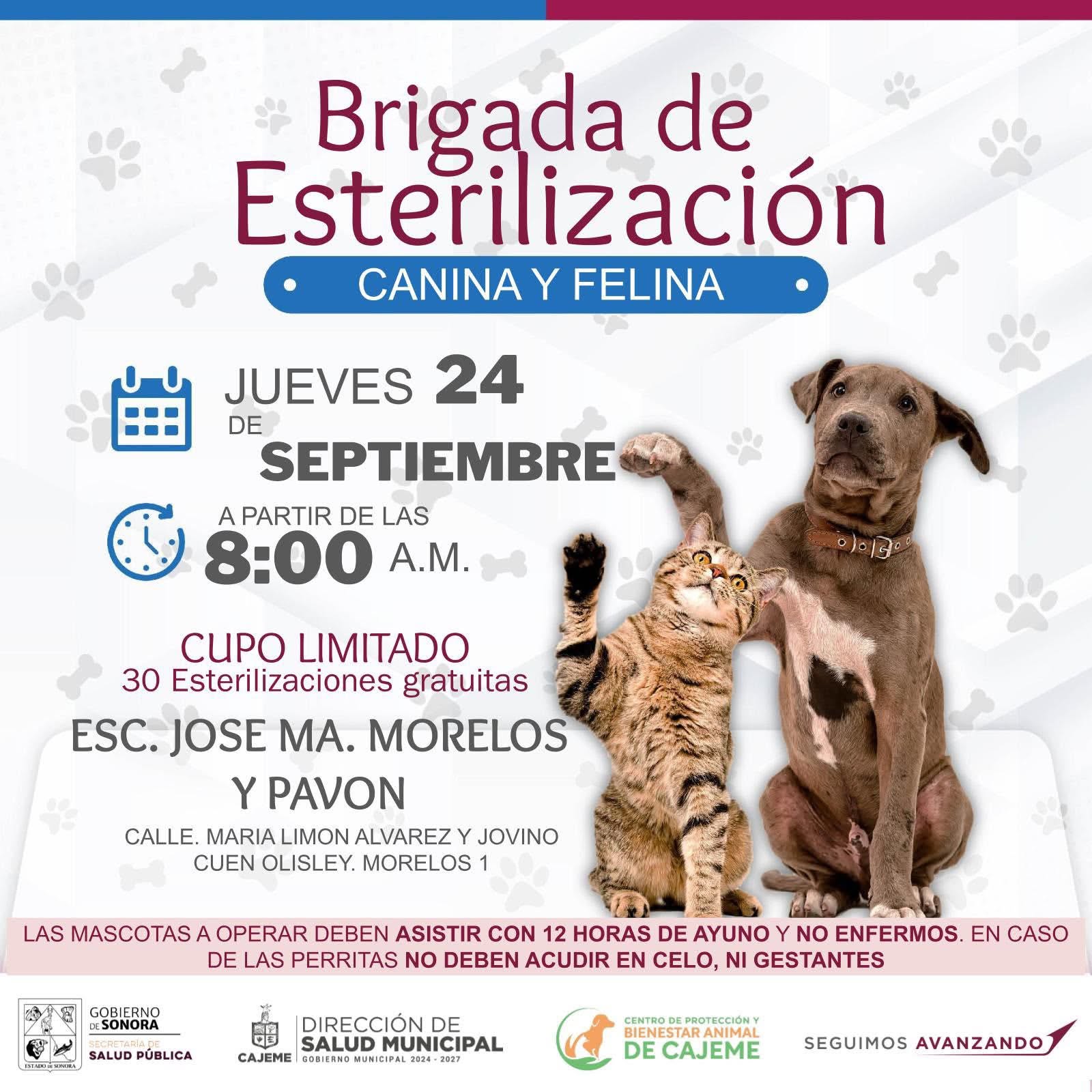 Urgen reforzar acciones contra la sobrepoblación de perros y gatos en las calles de Cajeme