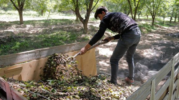 Abordarán retos y alternativas del sector en Simposio de Nogal Pecanero