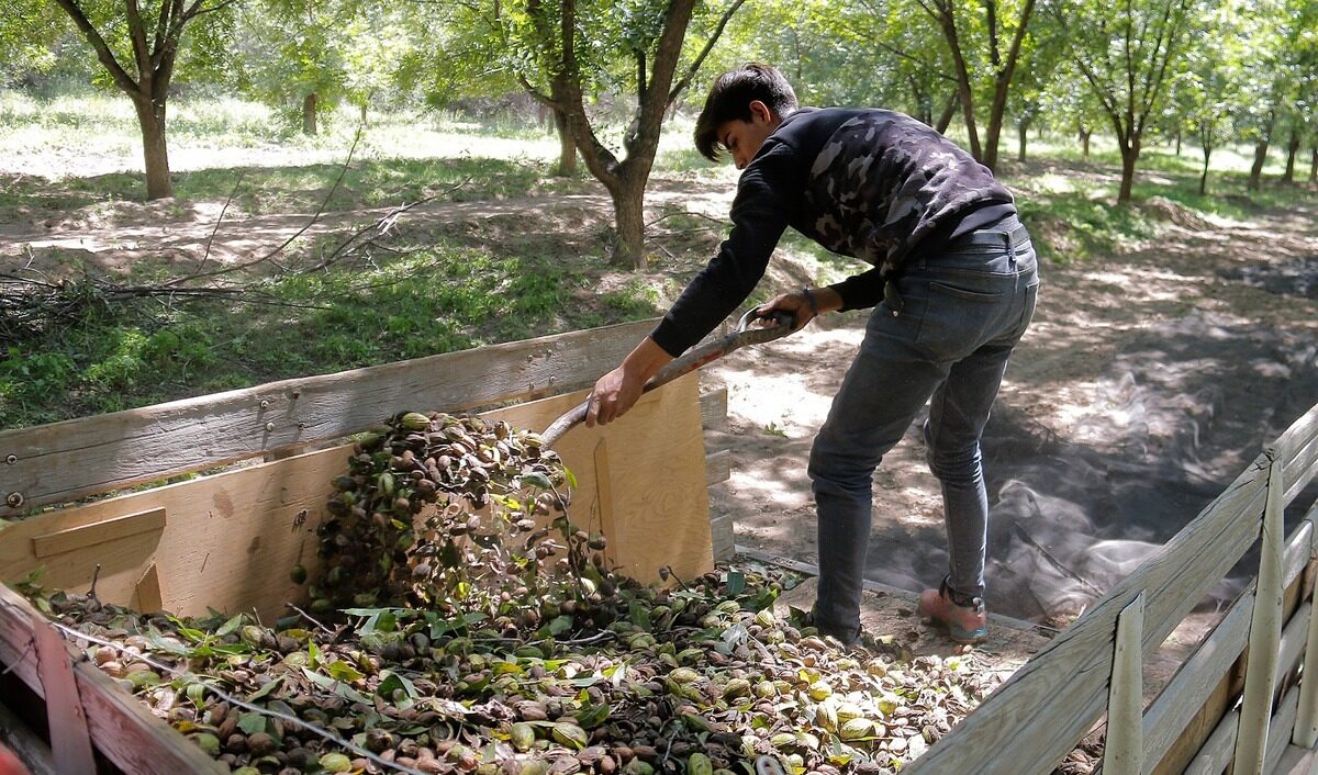 Abordarán retos y alternativas del sector en Simposio de Nogal Pecanero