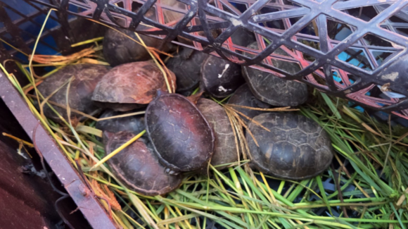 Aseguran 95 ejemplares de fauna exótica durante operativo en carretera de Chihuahua