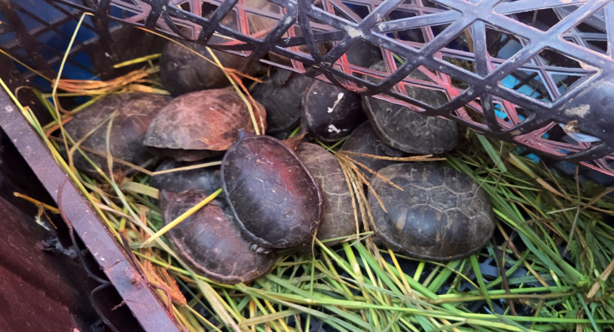 Aseguran 95 ejemplares de fauna exótica durante operativo en carretera de Chihuahua