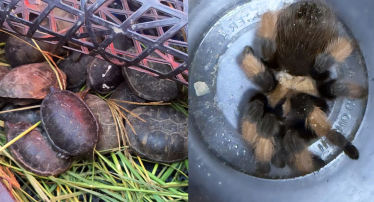 Aseguran 95 ejemplares de fauna exótica durante operativo en carretera de Chihuahua