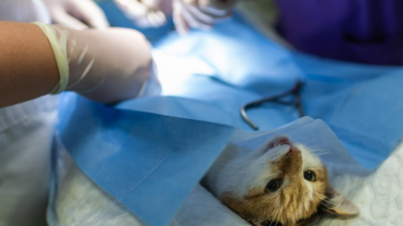 Caborca supera las 10 mil esterilizaciones gratuitas de perros y gatos