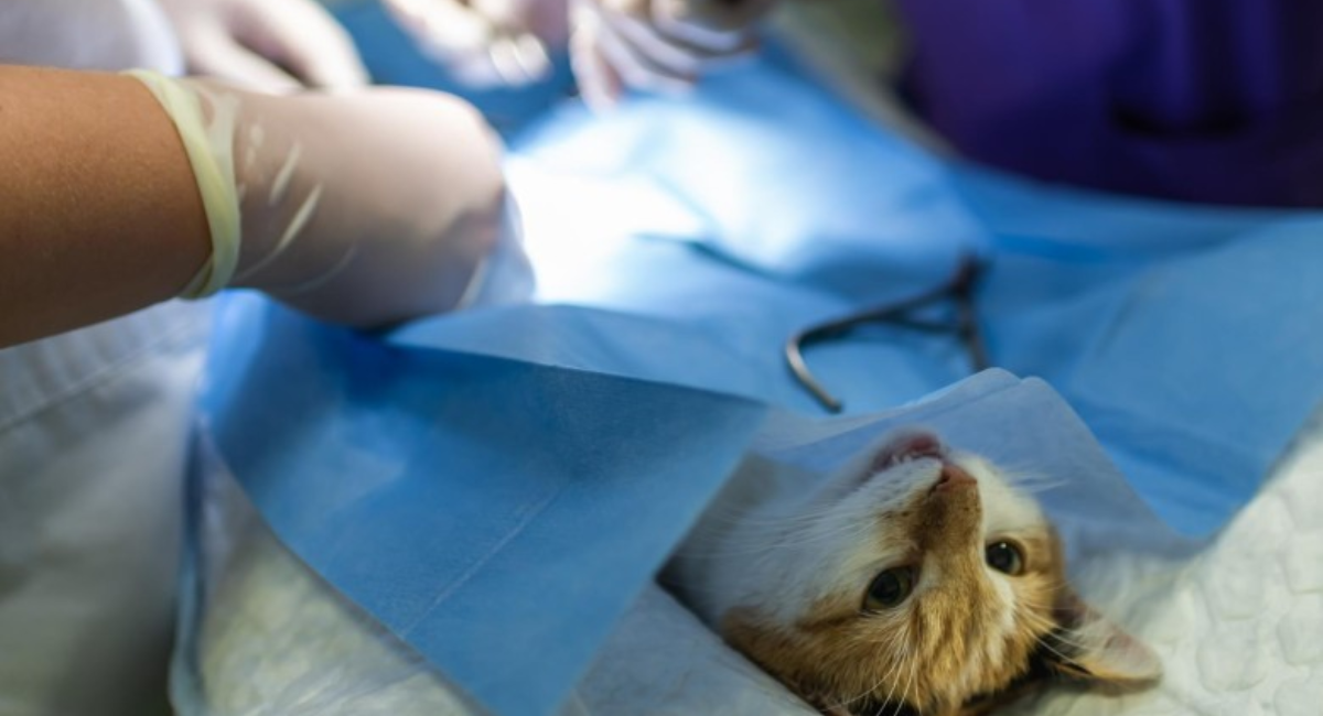 Caborca supera las 10 mil esterilizaciones gratuitas de perros y gatosCaborca supera las 10 mil esterilizaciones gratuitas de perros y gatos