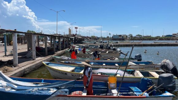 Depredación afectan la temporada de camarón en Guaymas y Empalme