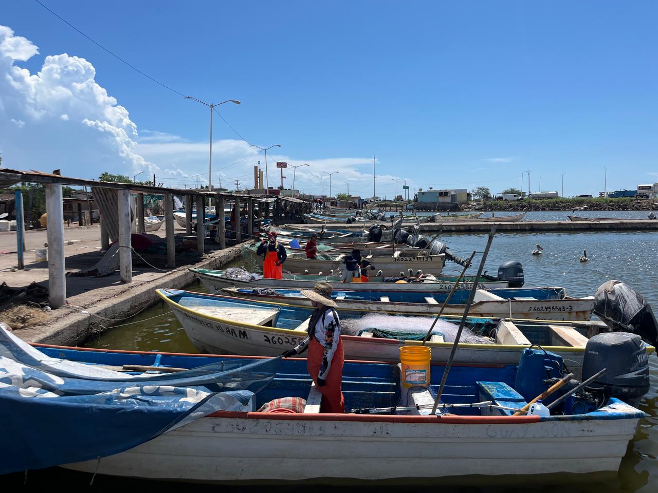 Depredación afectan la temporada de camarón en Guaymas y Empalme