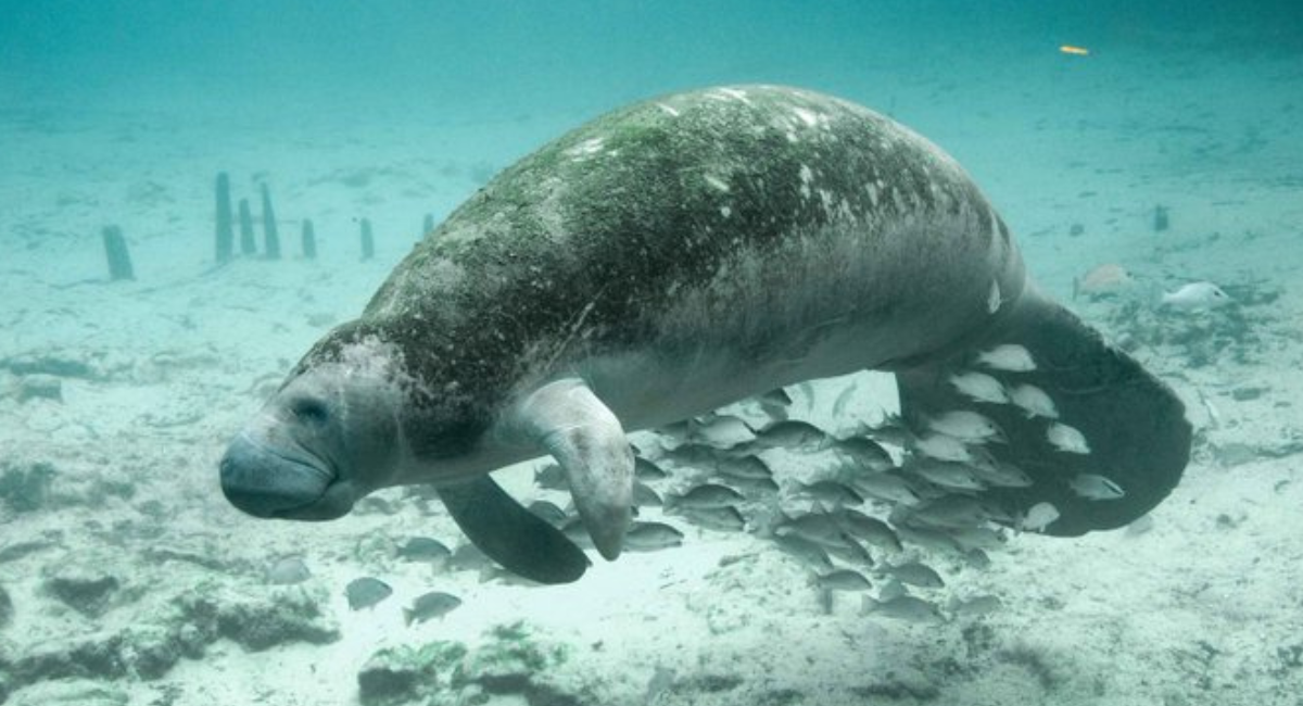 Gobierno de Trump anula protección clave para especies en peligro de extinción