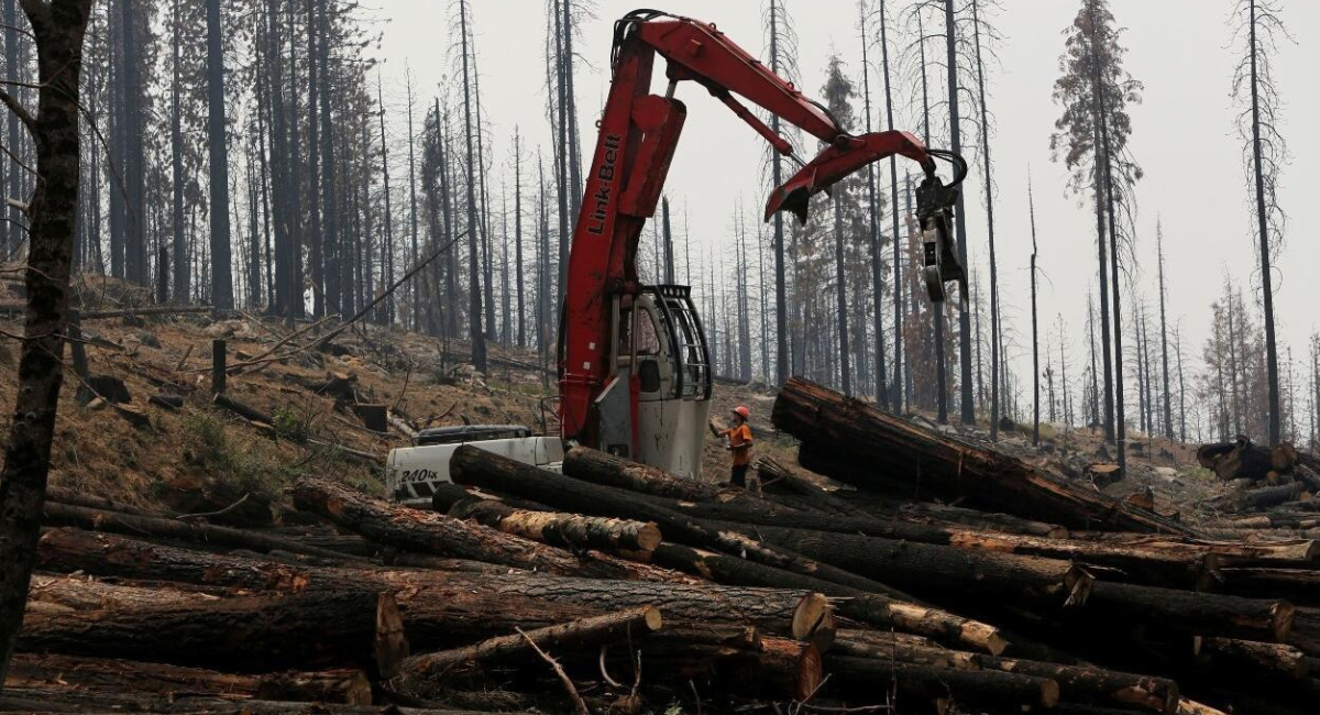 Gobierno de Trump anula protección clave para especies en peligro de extinción