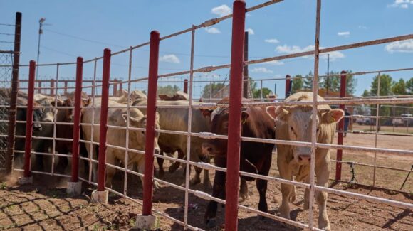 Prevén pronta reapertura del puerto de Nogales para exportación de ganado a EU