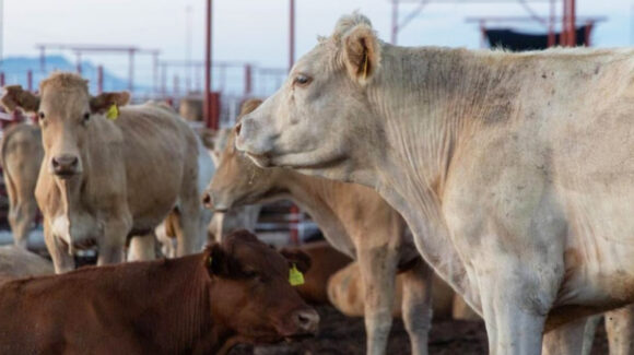 Reanudan exportación de ganado a Estados Unidos por la cuarentenaria de Agua Prieta