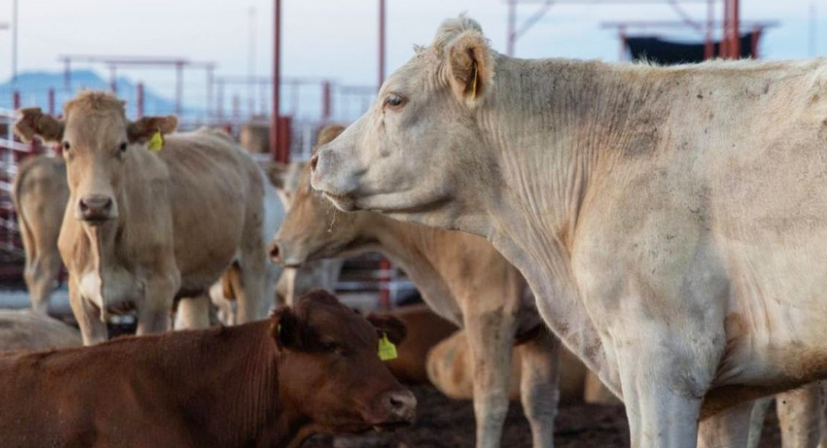 Reanudan exportación de ganado a Estados Unidos por la cuarentenaria de Agua Prieta