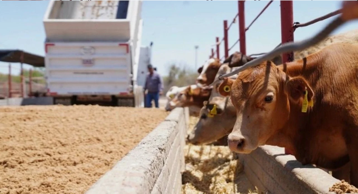 Recorre la Unión Ganadera las fechas para exportar los becerros de los rancheros a Estados Unidos