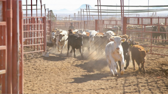Recorre la Unión Ganadera las fechas para exportar los becerros de los rancheros a Estados Unidos