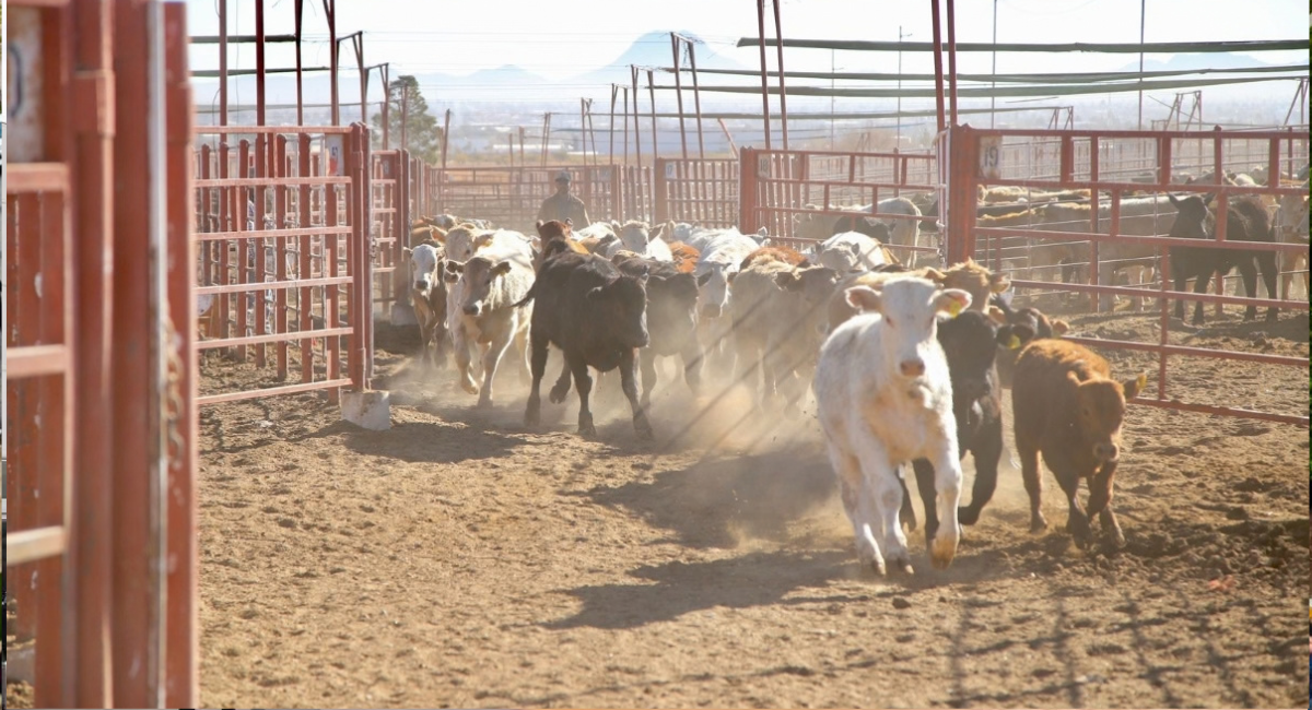 Recorre la Unión Ganadera las fechas para exportar los becerros de los rancheros a Estados Unidos