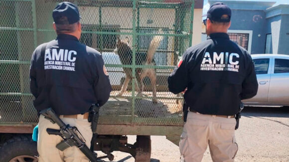 Rescatan a perro abandonado en domicilio de Ciudad Obregón; la FGJES investiga el caso