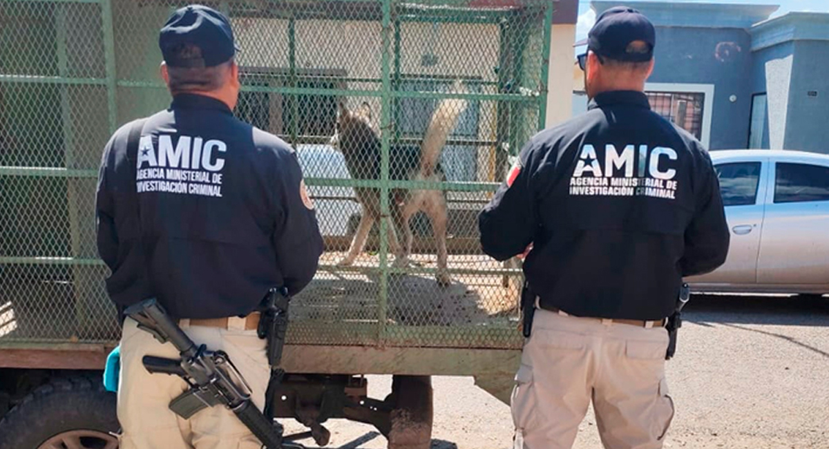 Rescatan a perro abandonado en domicilio de Ciudad Obregón; la FGJES investiga el caso