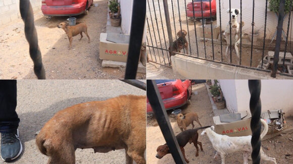 Rescaran a tres perros abandonados en casa de Hermosillo; tenían sarna, garrapatas y desnutrición