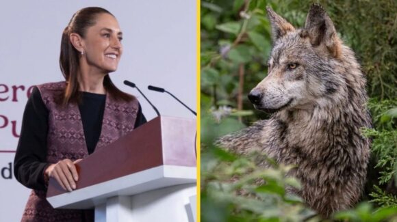 Sheinbaum pide a EU coordinación para proteger al lobo mexicano tras orden de Trump